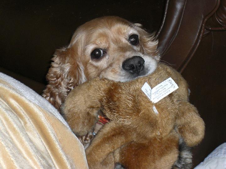 Bunky with Toy.JPG